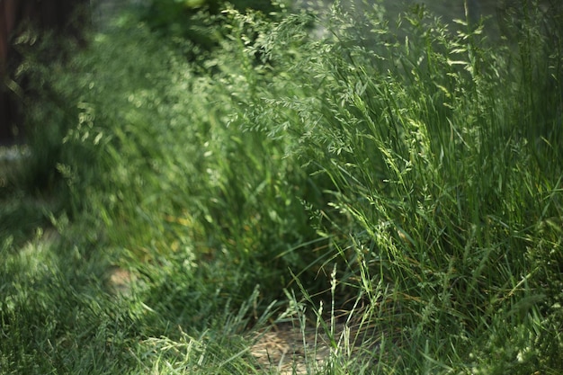 patrón de fondo de hierba verde. prado de verano con hierba verde