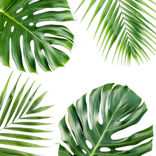 Foto patrón de fondo con hojas de palmeras tropicales exóticas monstera sobre fondo blanco vista superior endecha plana