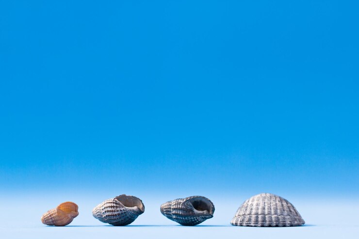 Foto patrón en un fondo marino de tema de verano con conchas con espacio vacío