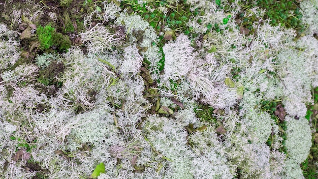 Foto patrón y fondo de musgo verde y blanco primer plano