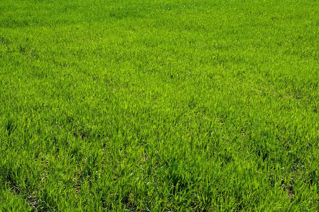 Patrón de fondo de primer plano de hierba verde de campo