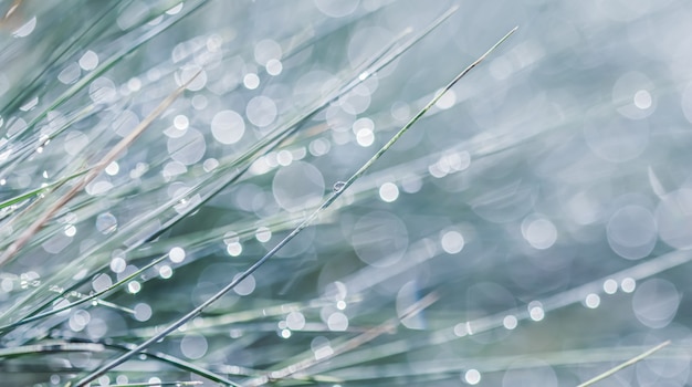 Patrón de fondo de textura de festuca azul hierba decorativa con gotas de lluvia bokeh con luz