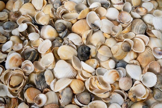 Patrón de fondo de verano de conchas marinas Primer plano de concha Costa del océano Fondo de conchas marinas