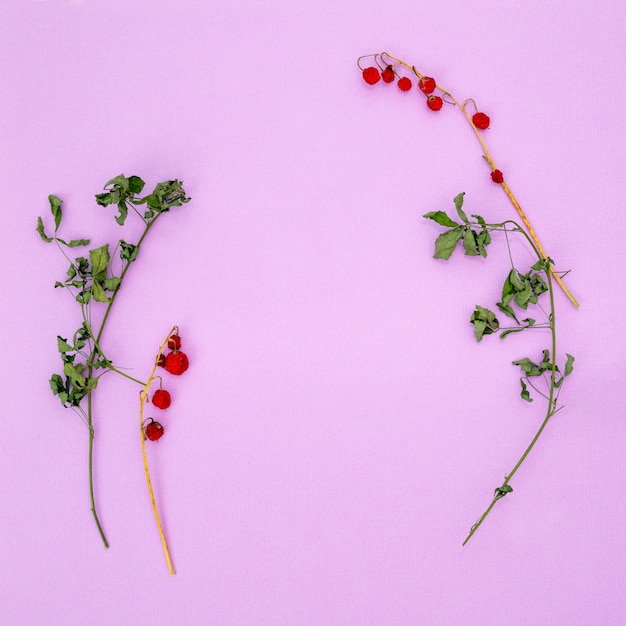 Patrón de frutos rojos secos en una rama y hoja blanca