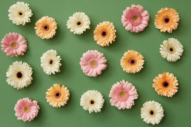 Foto patrón de gerbera de colores sobre un fondo verde. concepto de resorte mínimo. endecha plana.