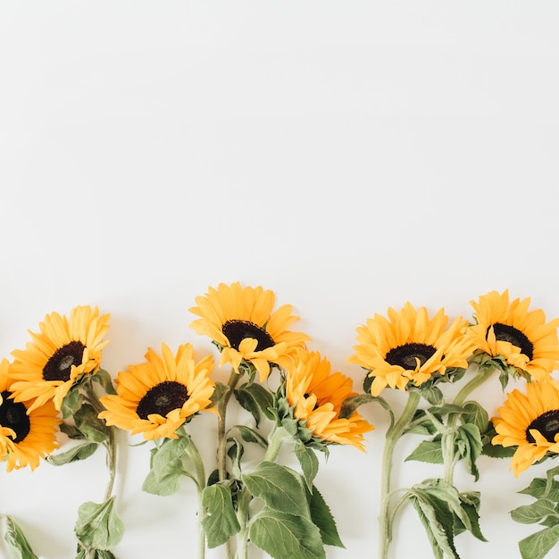 Patrón de girasoles en blanco