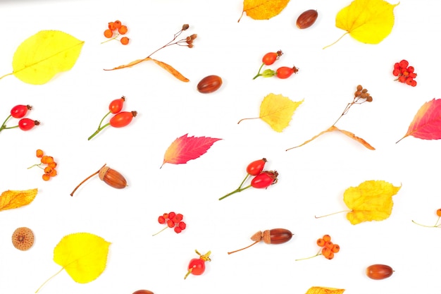 Patrón hecho de hojas secas de otoño y bellotas sobre fondo blanco.