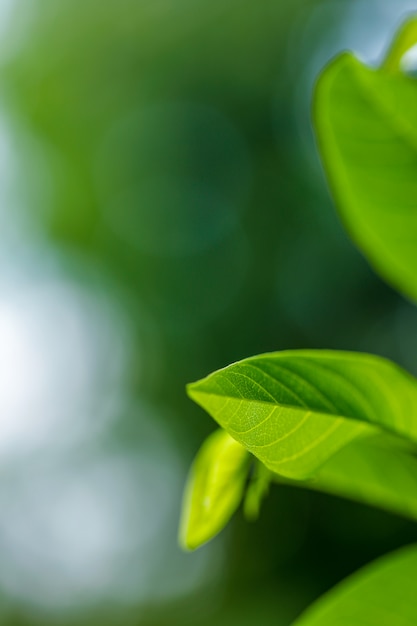 Patrón de hoja verde