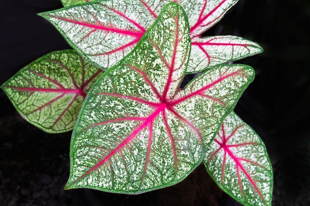 El patrón de hojas del árbol bon de caladium colocasia esculenta tiene hermosas hojas con manchas blancas en las hojas y un borde verde muy popular