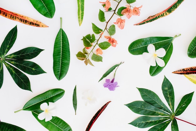 Foto patrón de hojas de colores exóticos tópicos en blanco