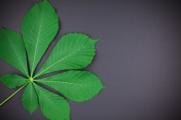 Patrón con hojas frescas de castaño verde