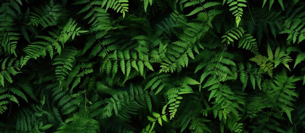 Foto patrón de hojas de helecho verde en el bosque fondo natural y textura