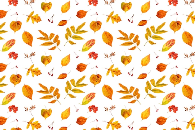 Patrón de hojas de otoño de color naranja natural y bayas sobre un fondo blanco como telón de fondo o textura Papel tapiz de otoño para su diseño Vista superior Plano