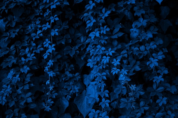 Patrón de las hojas de las plantas. Color del año 2020 Classic Blue.