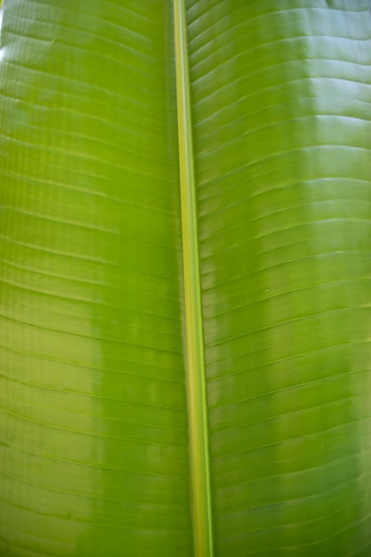 Patrón de hojas de plátano verde natural textura abstracta papel tapiz de fondo