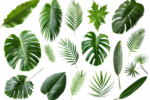 Patrón de hojas verdes aisladas en el fondo blanco de la palmera