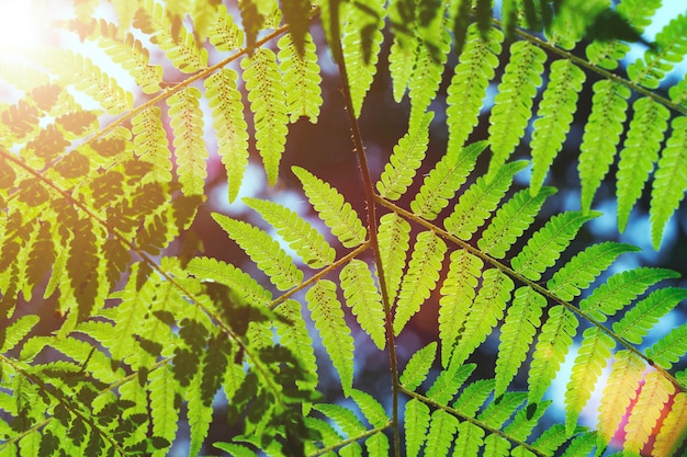 Patrón de hojas verdes en la naturaleza con luz solar y destello.