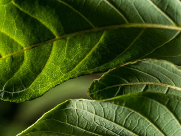 El patrón de hojas verdes