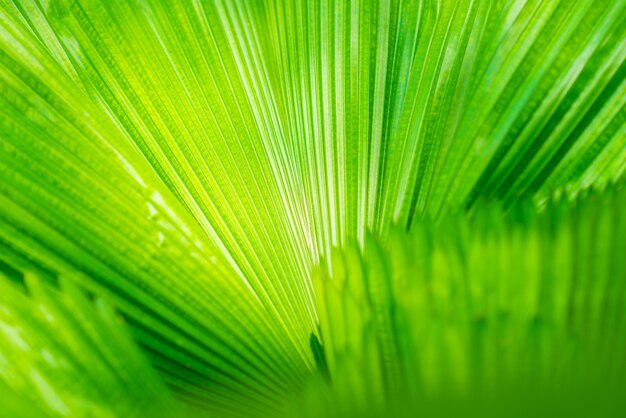 Patrón de líneas rectas de hojas verdes frescas.