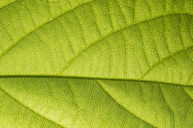 Patrón macro de fondo de hojas verdes