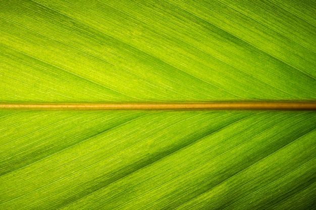 Patrón macro de fondo de hojas verdes