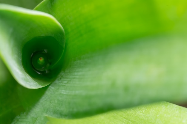 Patrón macro de fondo de hojas verdes