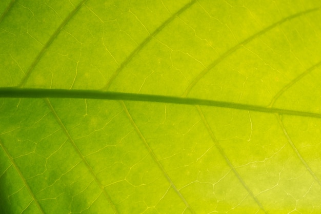 Patrón macro de fondo de hojas verdes