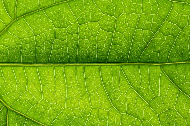 Patrón macro de fondo de hojas verdes