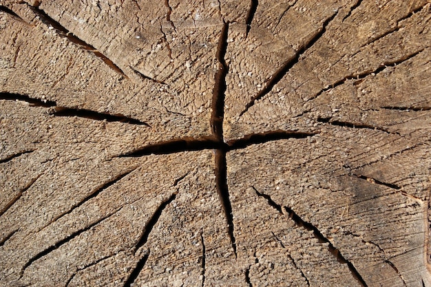 Patrón de madera oscura en un corte del árbol