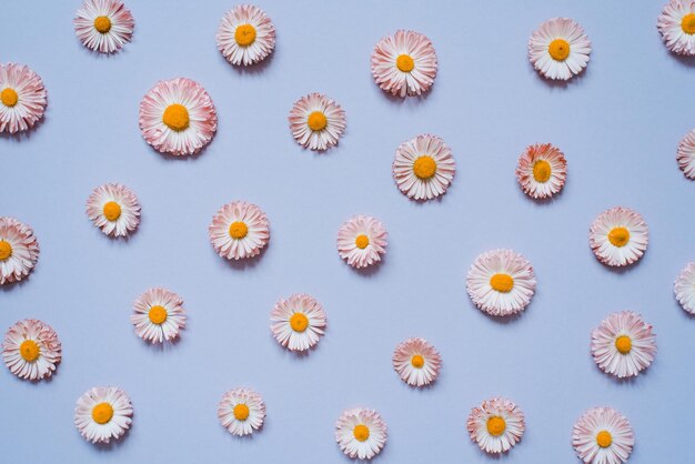 Patrón de margarita Flay pone flores de primavera y verano bellis sobre un fondo azul Concepto de repetición