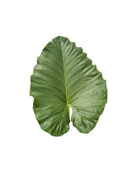 Patrón natural de hojas verdes de bon (oreja de elefante). Aislado. Fondo blanco. Copie el espacio.