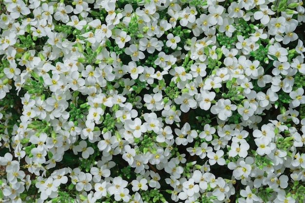 Patrón natural de pequeñas flores blancas.