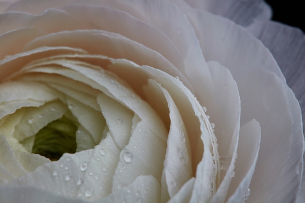 Patrón natural de pétalos de flores con gotas de agua.