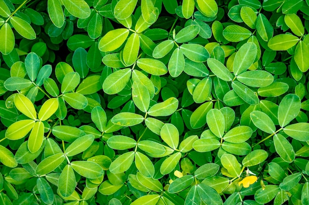 Foto patrón de pequeñas hojas verdes de una planta vista desde arriba