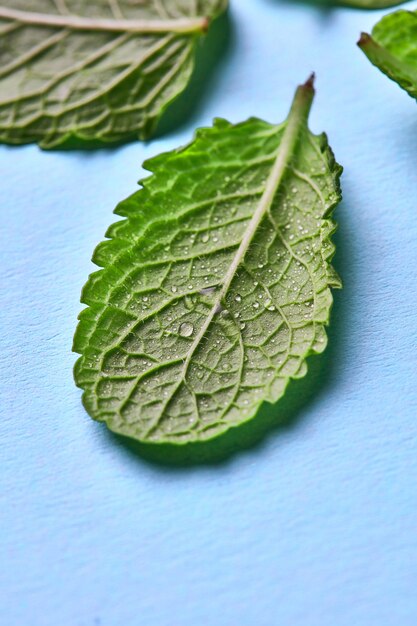 Patrón de pétalos verdes de menta con gotas de agua