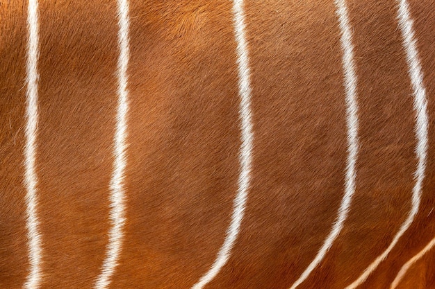 Foto patrón de piel de bongo o textura en el fondo piel de bongo de antílope