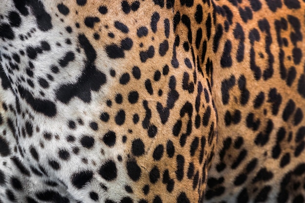 Patrón de piel y leopardo.