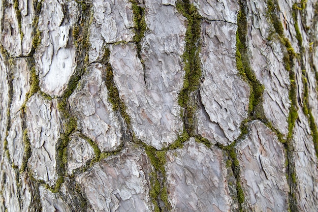 Patrón de piel de madera de un árbol real