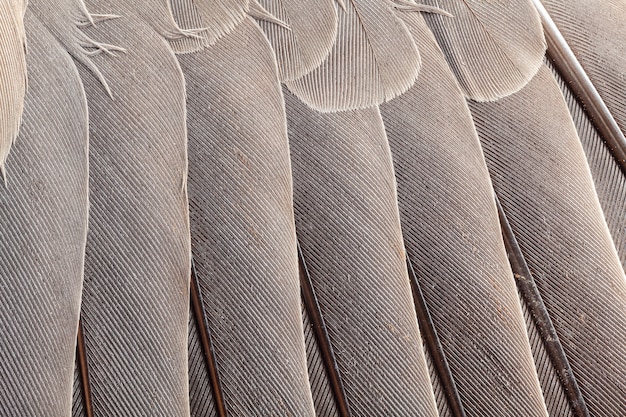 Foto patrón de plumas en primer plano de gran aumento