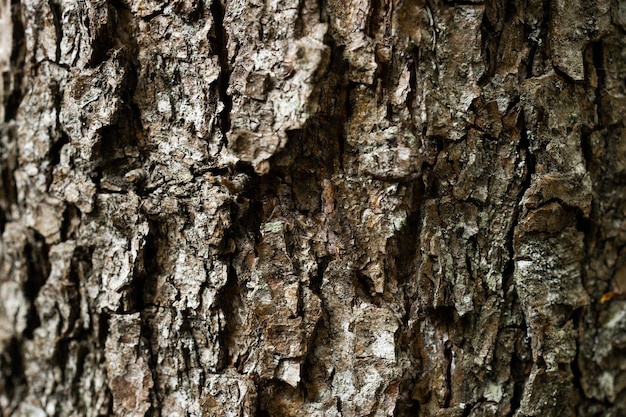 Patrón de textura de corteza de árbol viejo tronco de madera de arce como fondo