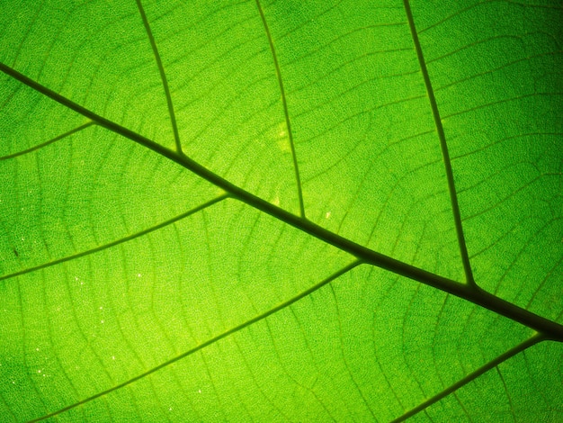 Patrón de textura de hoja para el fondo de primavera, textura de hojas verdes