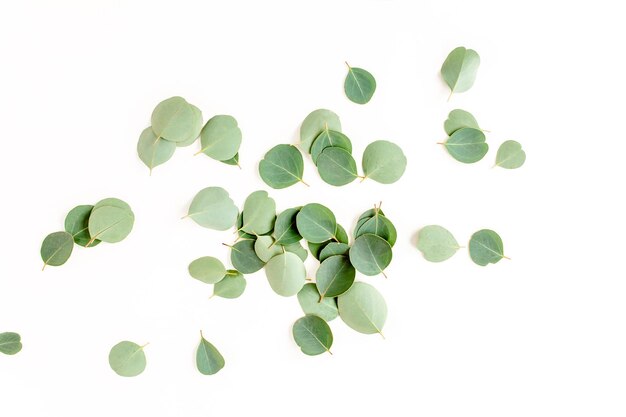 Foto patrón textura con hojas verdes eucalipto populus aislado en fondo blanco colocado plano vista superior