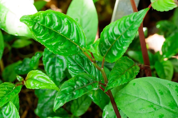 Patrón de textura de naturaleza de hojas verdes crecientes tropicales