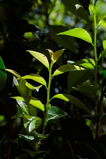 Patrón de textura de naturaleza de hojas verdes crecientes tropicales