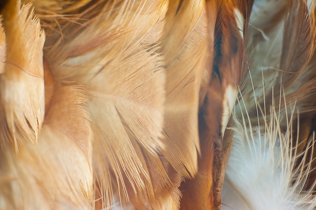 Foto patrón de textura de pluma marrón