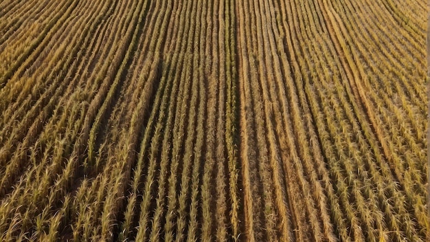 Foto patrón texturizado aéreo de campos y cultivos secos