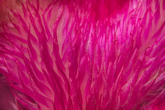 Patrones de flor macro de fondo rojo