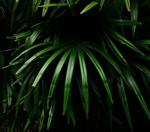 Patrones de hojas de palma verdes en la luz de la selva tropical y el fondo de sombra