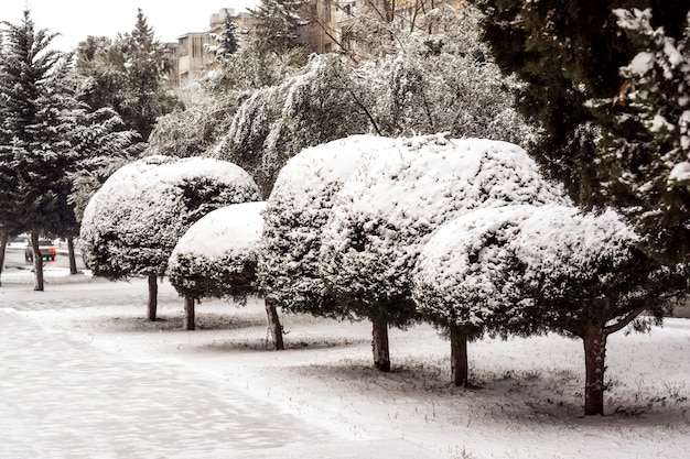 Foto patrones de invierno en árboles, árboles cubiertos de nieve.