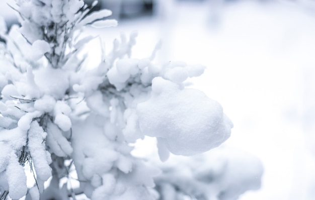 Patrones de invierno en árboles, árboles cubiertos de nieve.